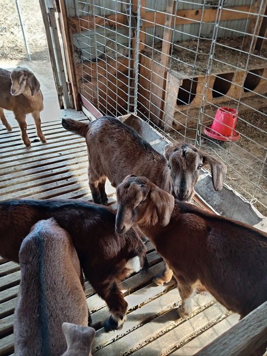 Vând țap Anglo nubian și Alpin Francez și iezi Alpin Francez