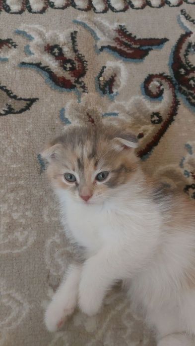Scottish fold mushuk