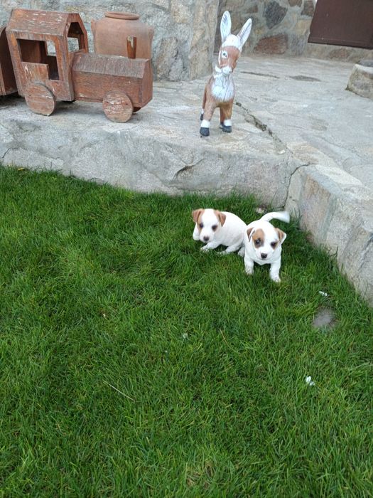 Джак Ръсел териер