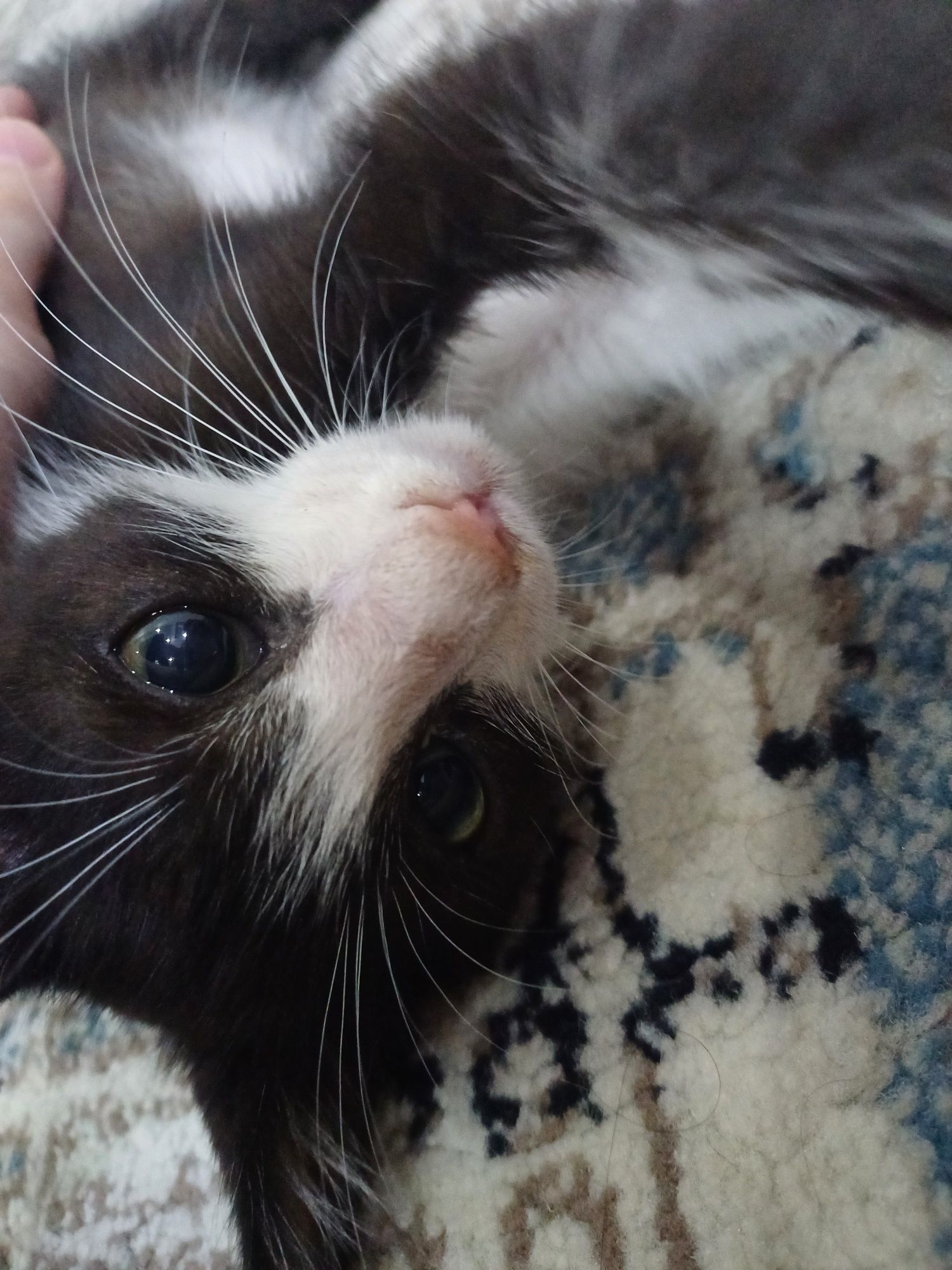 Котёнок в добрые и ответсвенные руки