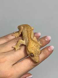 Gecko crestat/ Crested Gecko