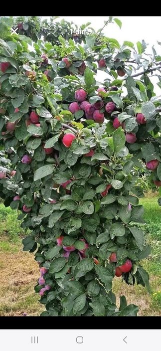 Prune de excepție pentru țuică super calitate preț real de producător!