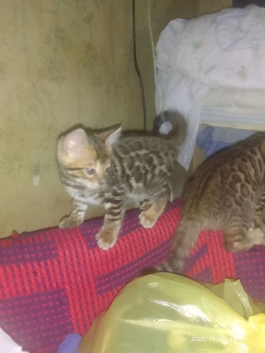 Последние предложение, не упустите !!!