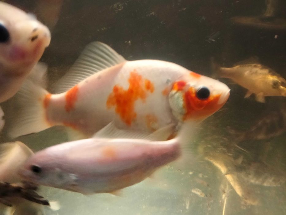 Vând crapi joi și carași koi