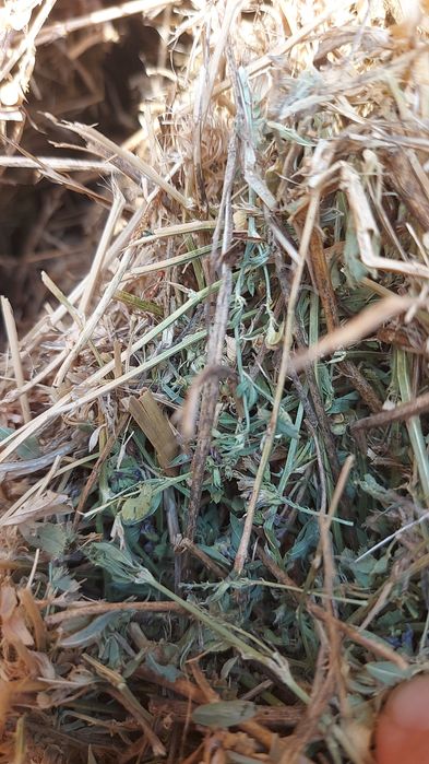 baloti de lucerna fin borceag paie