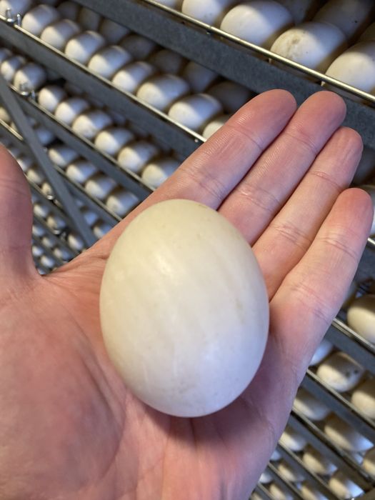 Ouă de Gască și de Rața