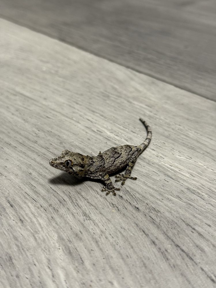 Soparla Gecko Gargoyle