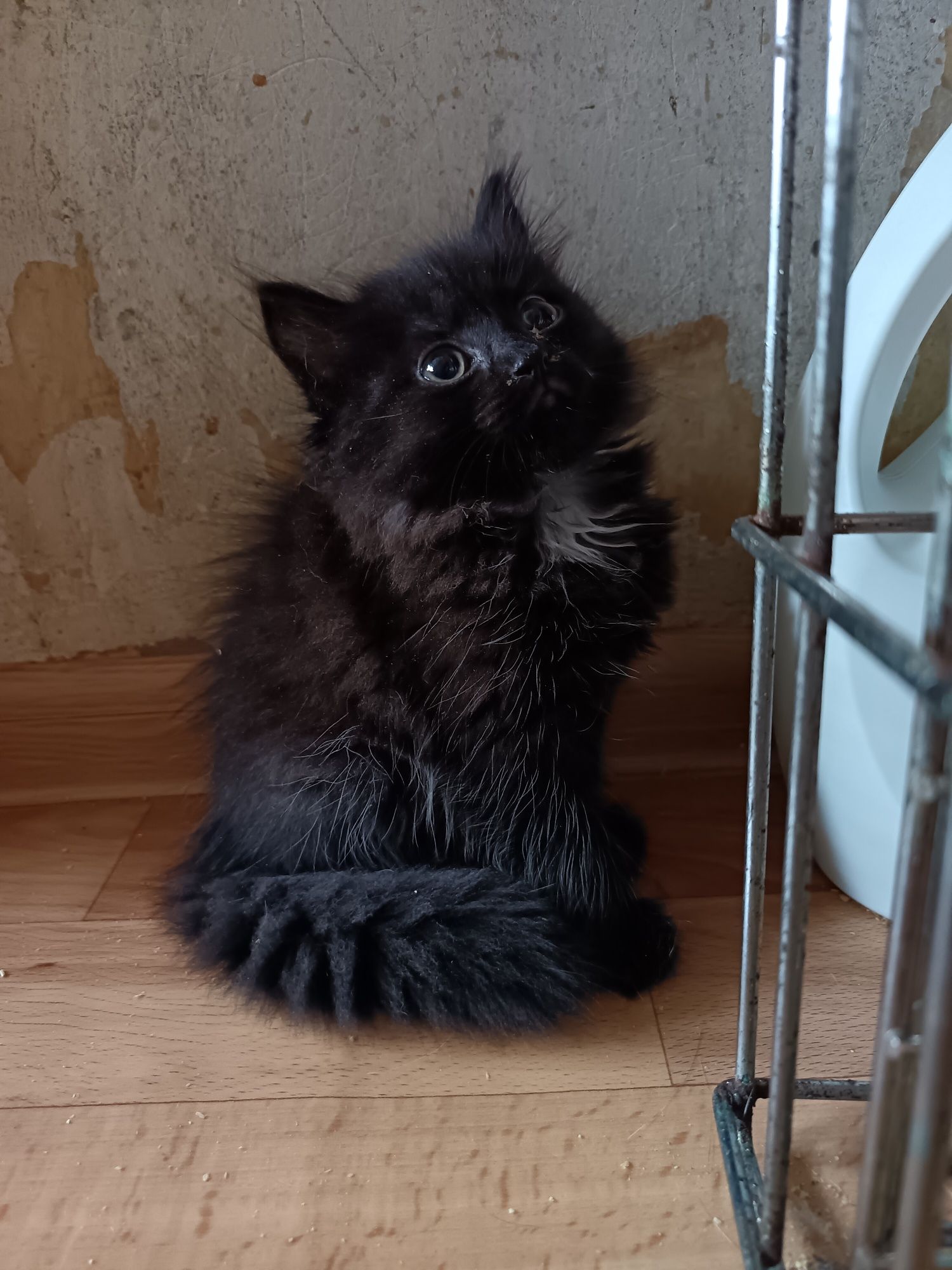 Отдам котят-девочек