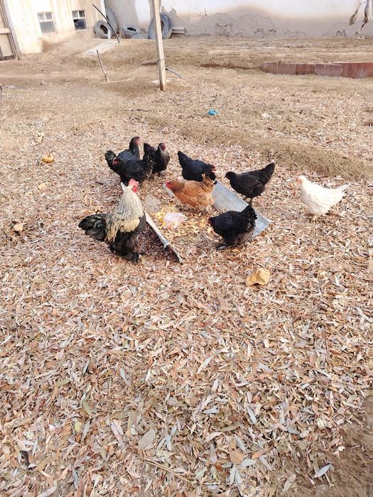 Продаю куриц несушек