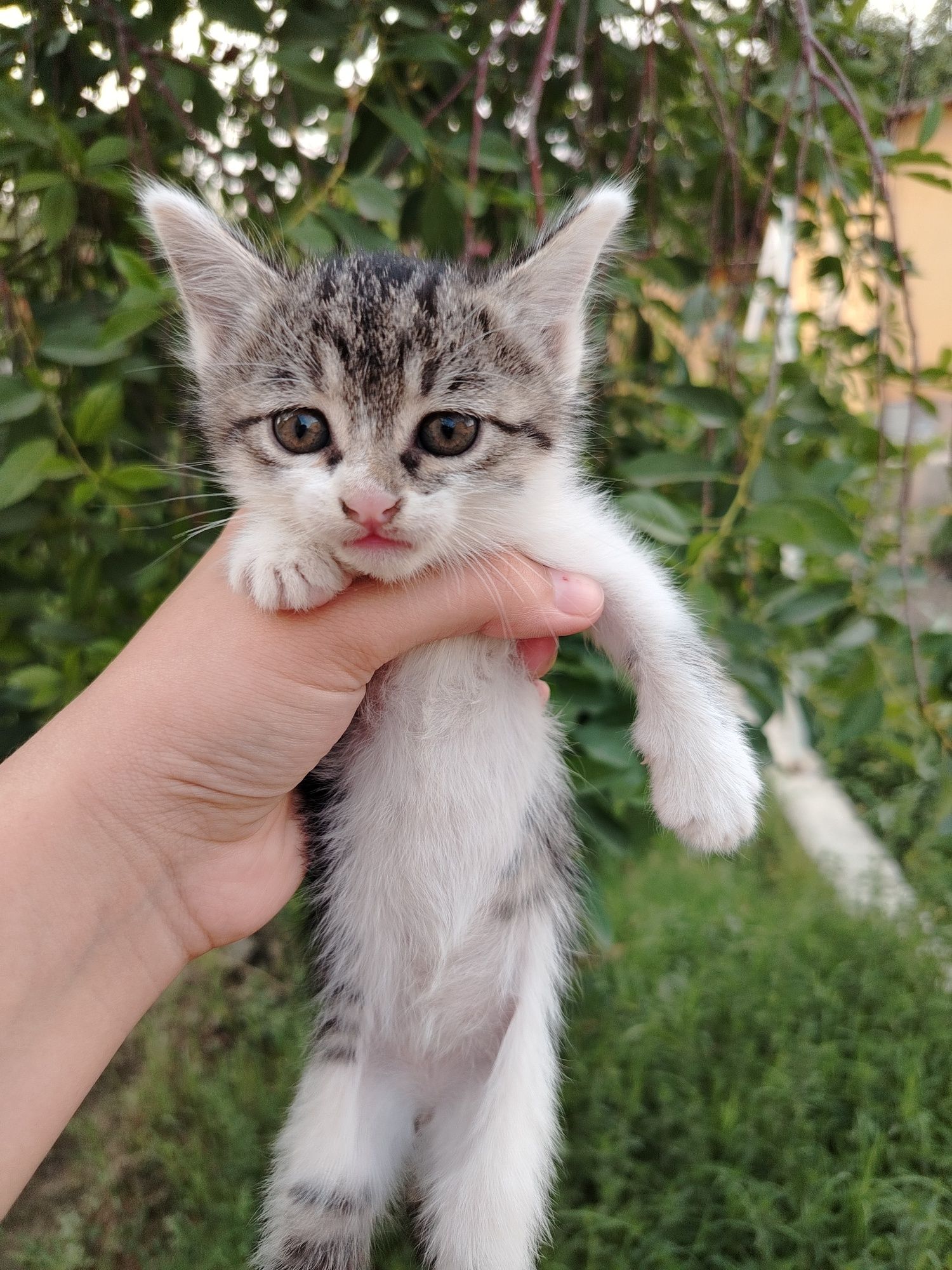 Котята, черно-белая девочка,рыжий мальчик, игривые