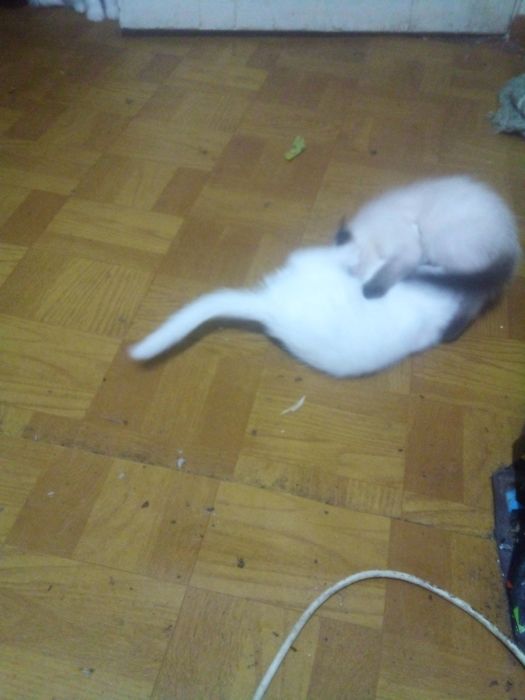 Мишик сотлайди 100 мин