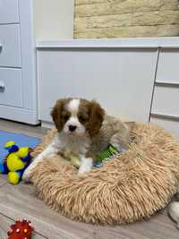 Cavalier king charles