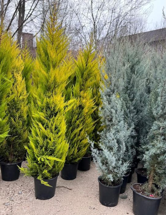 Plante ornamentale de diferite varietatii