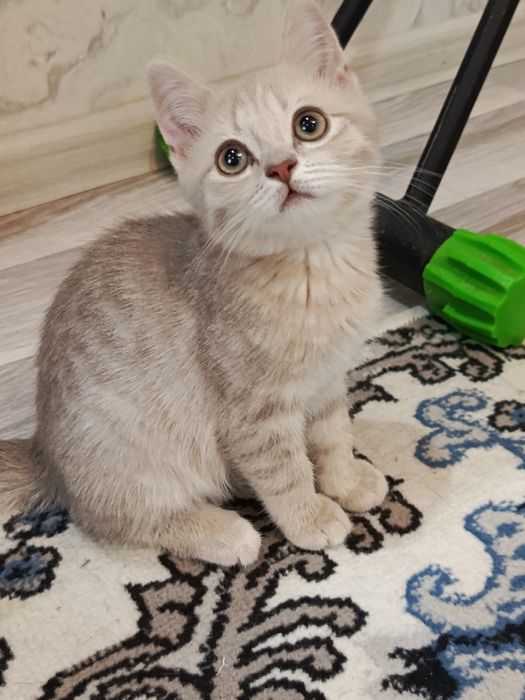Qiz bola 700ming