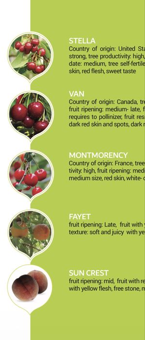 Саженцы фруктовых деревьев