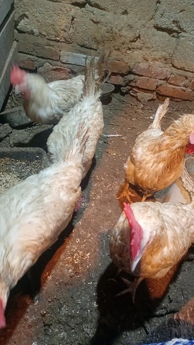 Продаю белых курей.