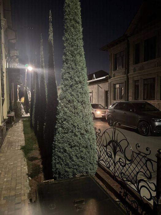 Arizoniskiy kiporis   4.   4 5.  Metr