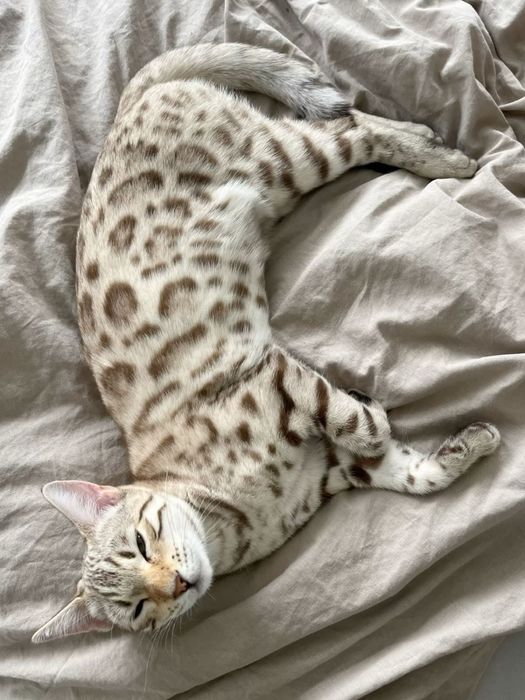 Бенгалка кофейная