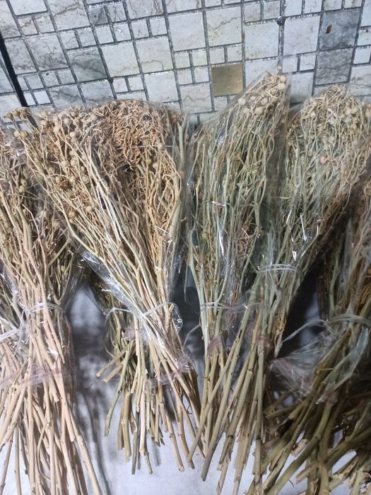 Адыраспандап адыраспан