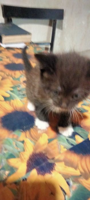 Отдадут котят в добрые руки