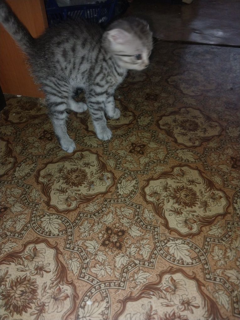 Продам кошечку британку
