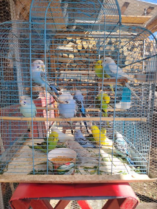 Papagali peruși de vânzare