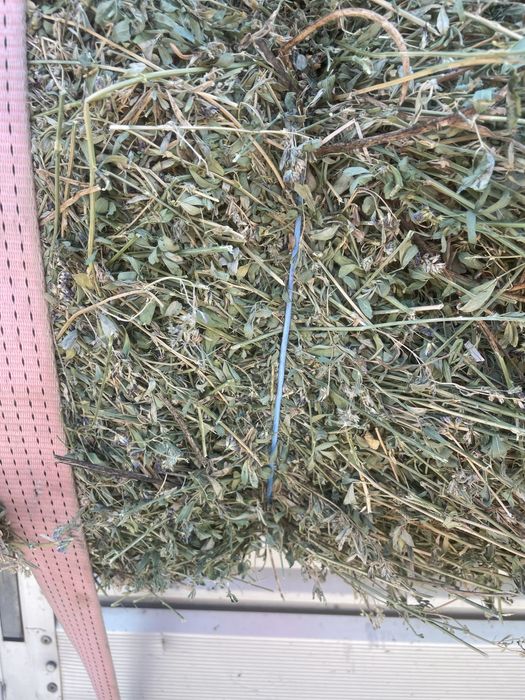 Baloti lucerna COASA 4 verde marunta