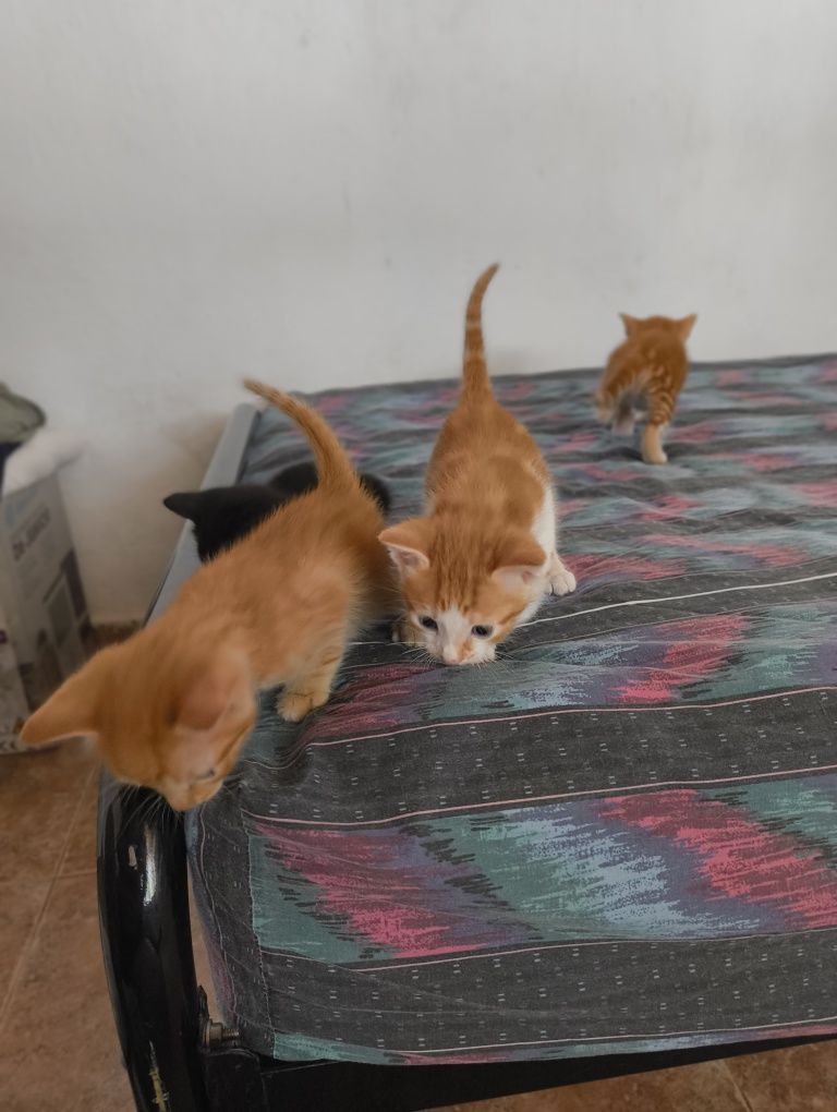 Котета за осиновяване