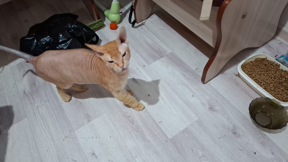 Сфинкс кошка и кот