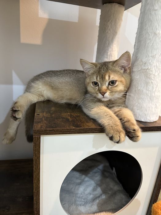 Băiețel British Shorthair cinnamon golden cu pedigree