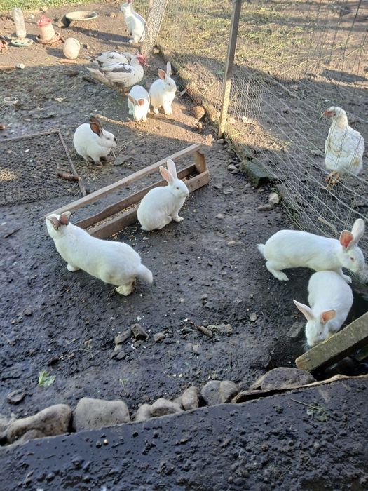 Vând iepuri, adulți și pui.