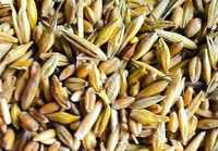 Зерно смесь 4000 Пшеница Ячмень Горох