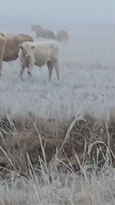 Продам бычков