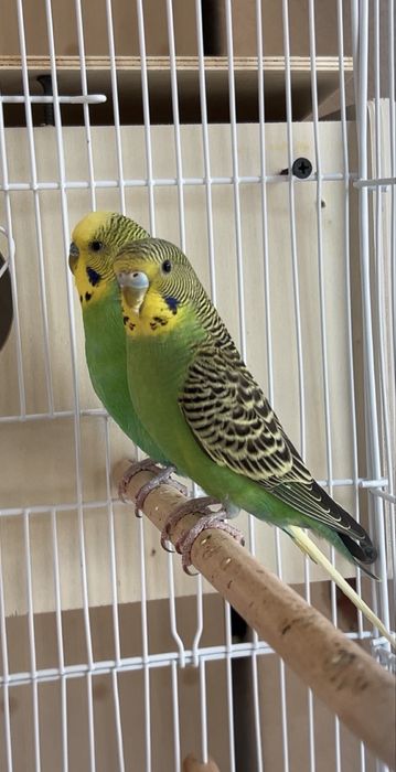 Pereche de perusi + colivie