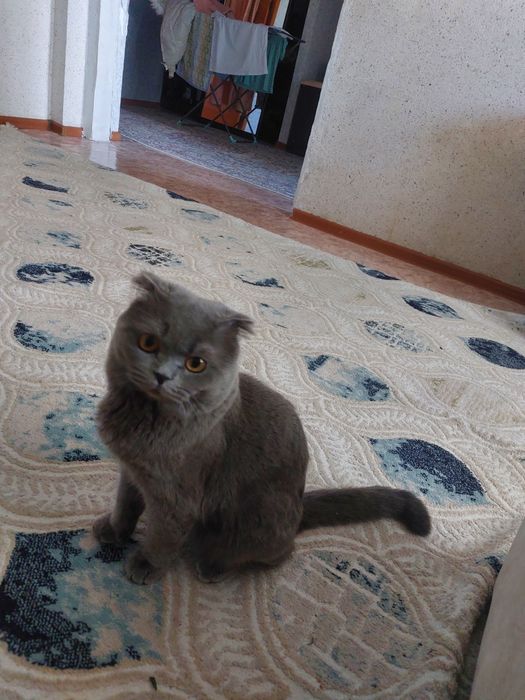 Шотландский веслоухи ищет подругу