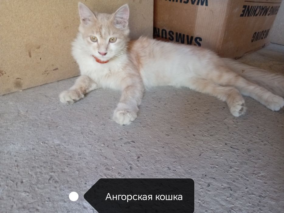 Qiz 1,2 yosh angarskiy parada yaxshi qollarga topshira man