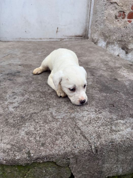 Продавам кучета Лабрадорчета мъжките 300лв,женските 200лв.