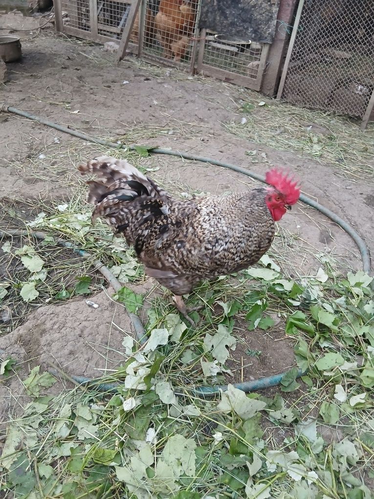 Cocoși   tineri de tara