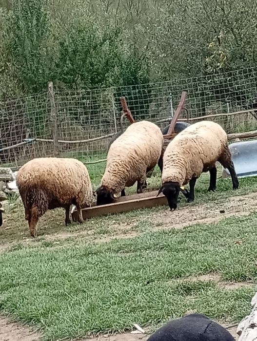 Oii de vânzare mai multe detalii ân pv sau la telefon