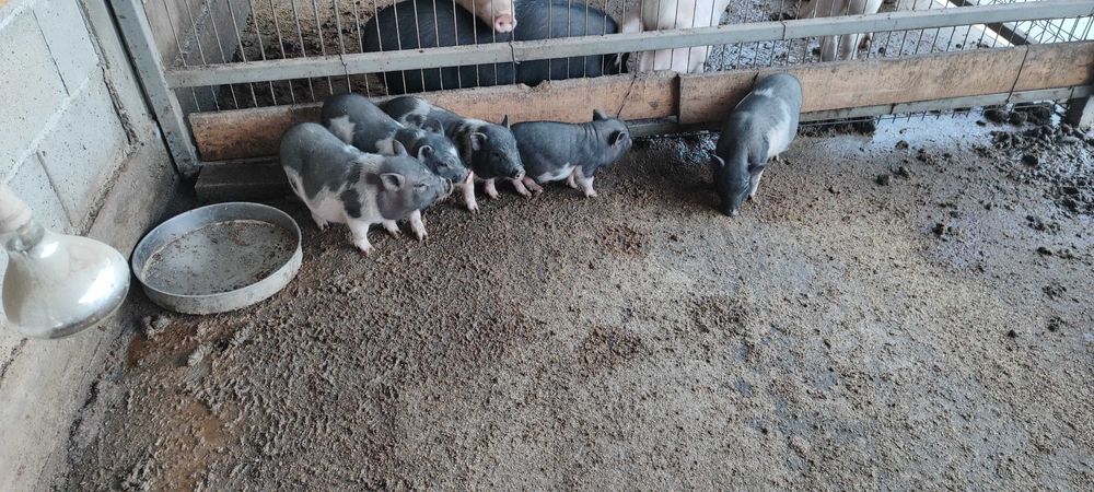 Виетнамски прасета