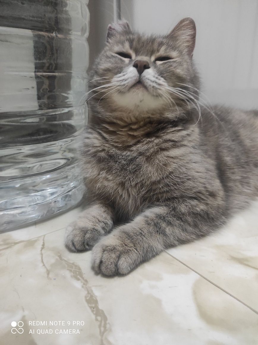 Кошечка Нюша в поиске дома.