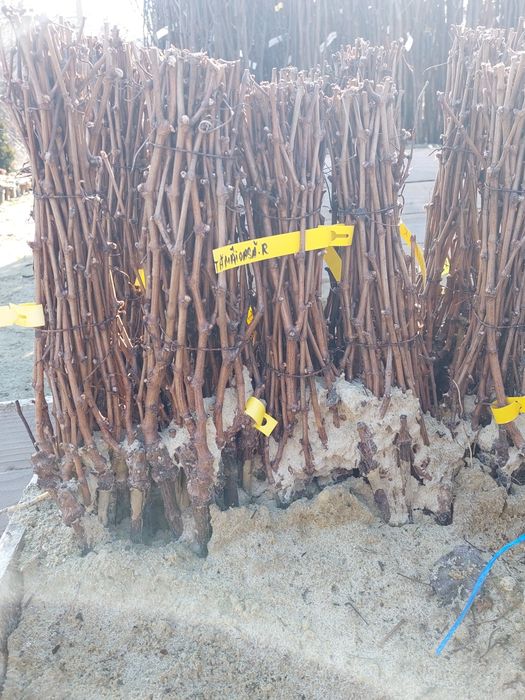 Pomi altoiti si vita de vie