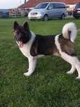 Femela Akita American