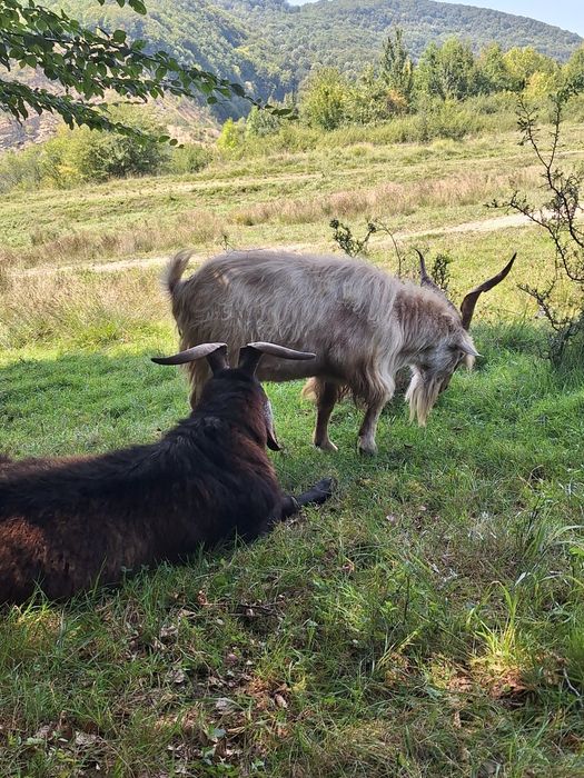 Țapi tineri de vânzare