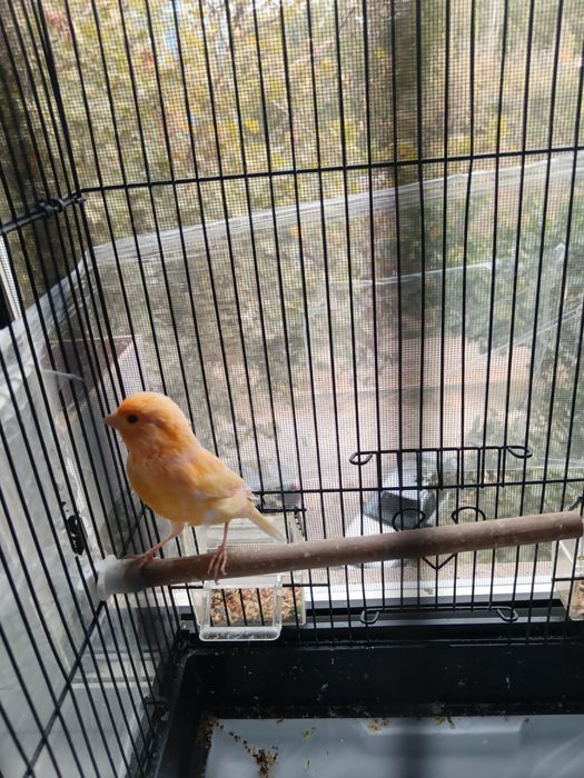 Canareyka Nar 7-8 oyli qush sayridi