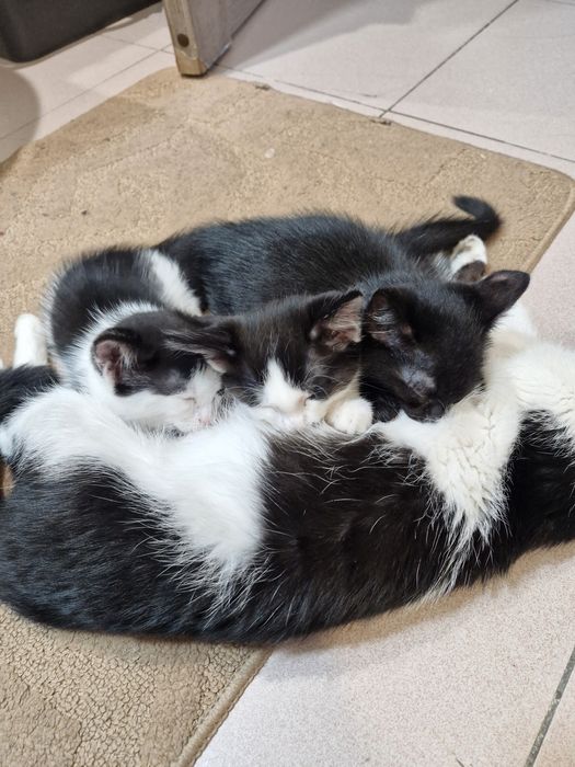 Дарю котят, маленькие красивые