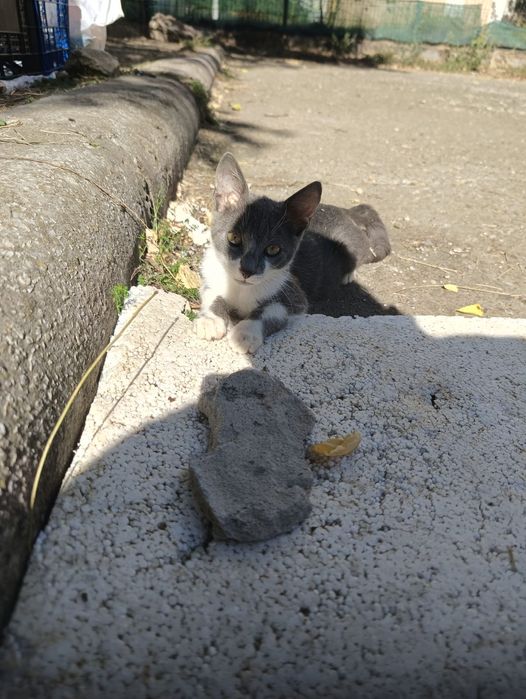 Pentru adoptie 2 pisoi -un motanel si o pisicuta
