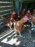 Петли за продан село Първомайци