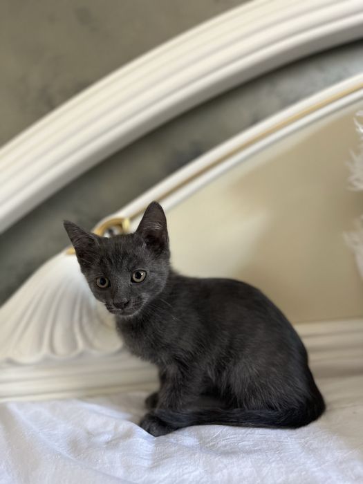 motanel albastru de rusia