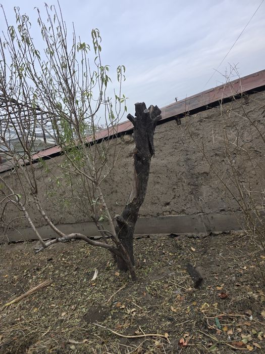 Утин курук  otin utin Дрова  сухой Чирчикда